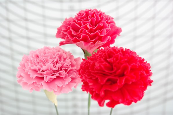 คาเนชั่น พิมพ์กดดอกไม้ ดอก 3 ชิ้น/แพค Carnation Cutter